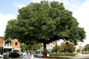 Laurel oak tree in landscape